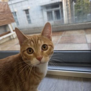 cat-nets-for-doors-8-和宜合村.jpg