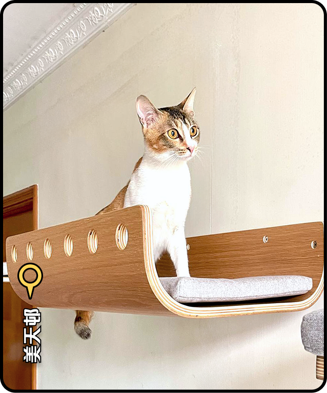 cat-wall-美田邨安裝案例