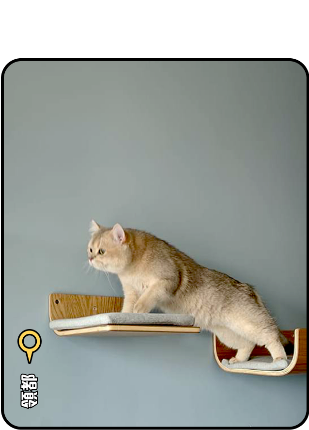 cat-wall-領都安裝案例